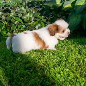 Brody, Shih Tzu Puppy